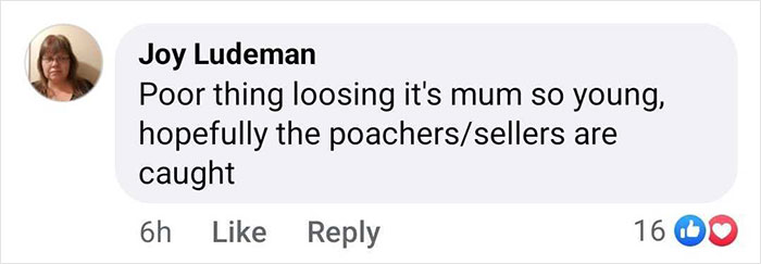 Facebook comment expressing concern for a baby gorilla rescued at Istanbul Airport, hoping poachers are caught.