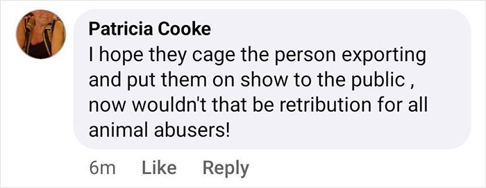 Comment expressing anger about animal abuse, mentioning potential retribution for exporting a baby gorilla at Istanbul Airport.