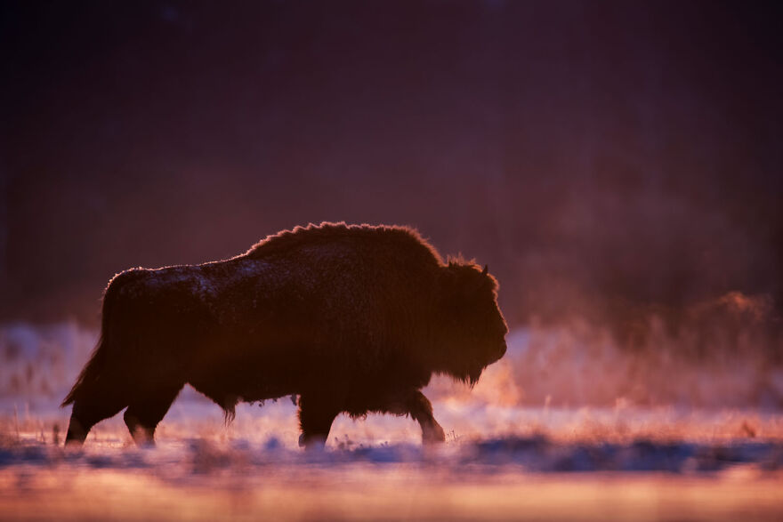 Silhouette of a bison in a snowy landscape, capturing award-winning wildlife photography essence.