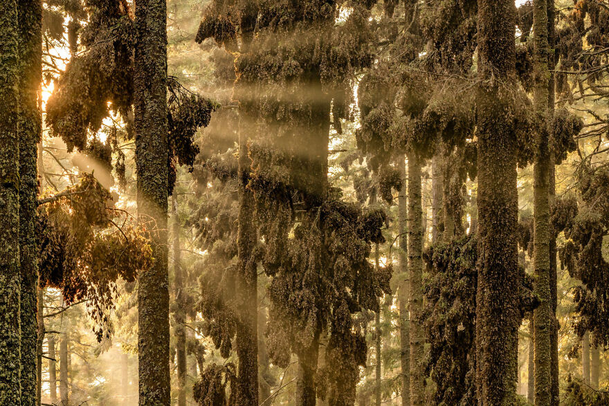 Award-winning wildlife photo of sun rays filtering through dense forest trees.