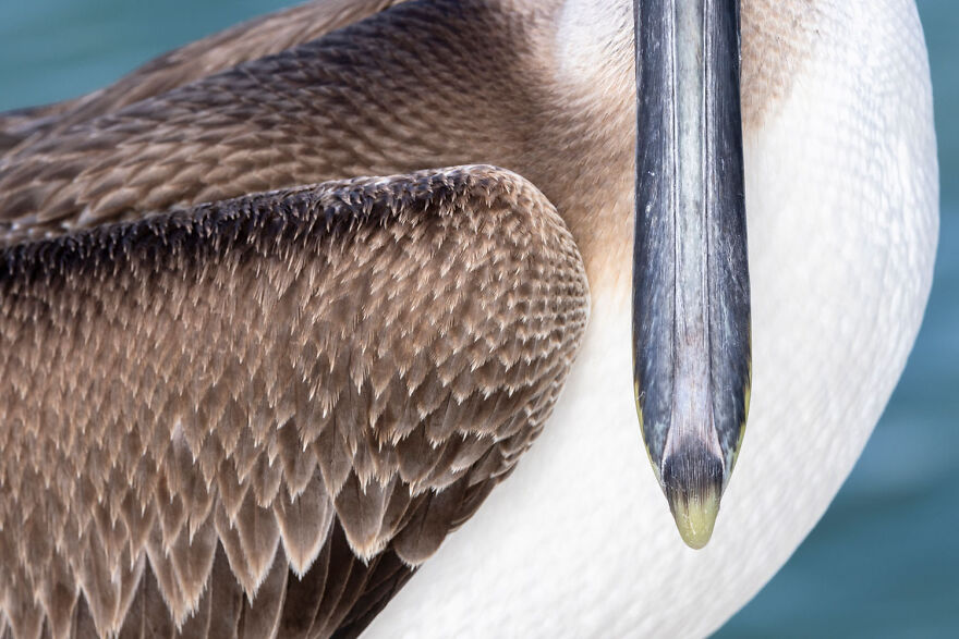 Close-up of a pelican's beak and feathers, showcasing award-winning wildlife photography from the 2024 contest.