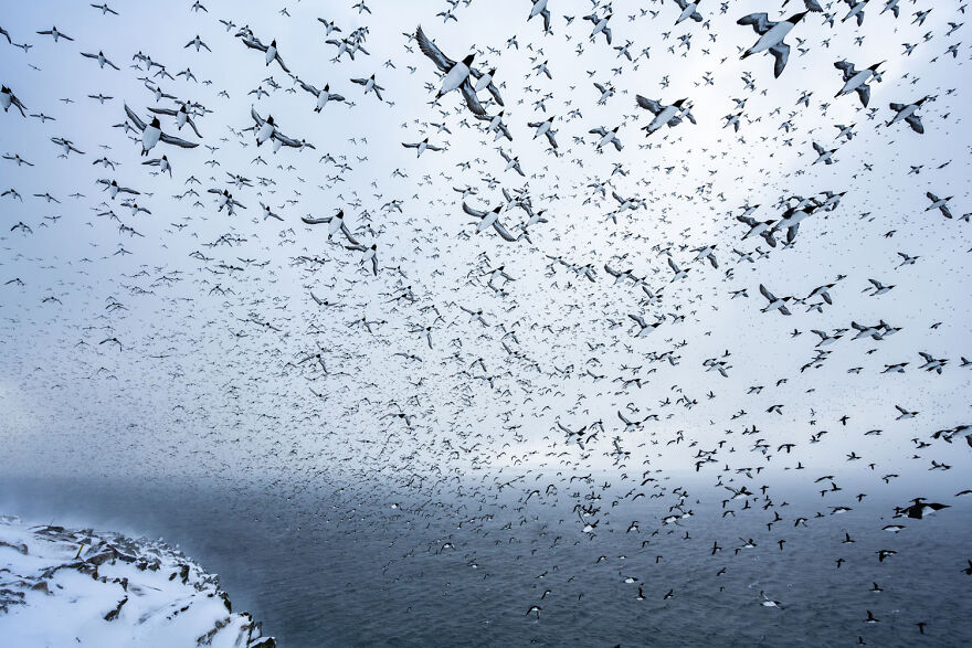 A sea of birds in flight over a misty ocean, showcasing award-winning wildlife photography.