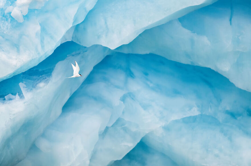 A white bird soaring in front of a striking blue glacier, captured in award-winning wildlife photography.