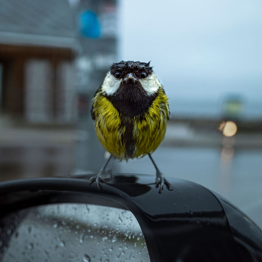 Wet bird perched on a car mirror, captured in an award-winning wildlife photo from the 2024 European contest.