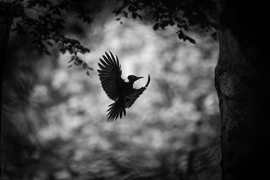 Black-and-white photo of a bird in flight, showcasing award-winning wildlife photography.