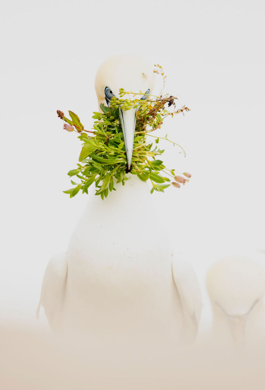 Wildlife photo of a gannet bird holding green foliage in its beak, showcasing nature's artistry and award-winning beauty.