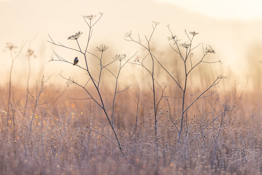 Award-winning wildlife photo of a bird perched on delicate branches in a serene field at dawn.