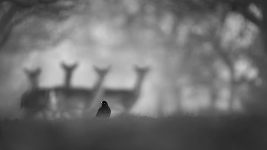 Award-winning wildlife photo capturing a bird in focus with blurred deer in the background, from a European photography contest.