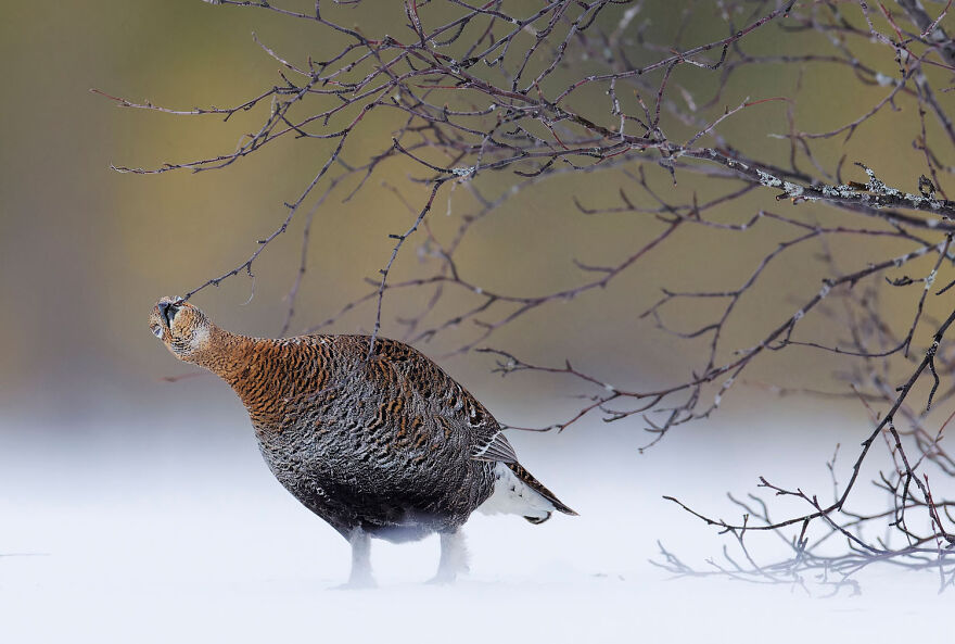 Wildlife photo of a bird in winter landscape, showcasing intricate plumage against a snowy backdrop, award-winning photography.