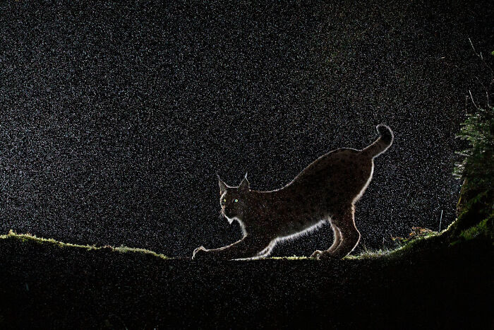 Mammals, Highly Commended: The Night Of The Lynx By Felix Heintzenberg