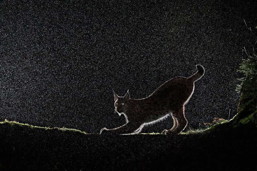 Award-winning wildlife photo of a lynx stretching in the rain, highlighted by backlighting in a mystical setting.