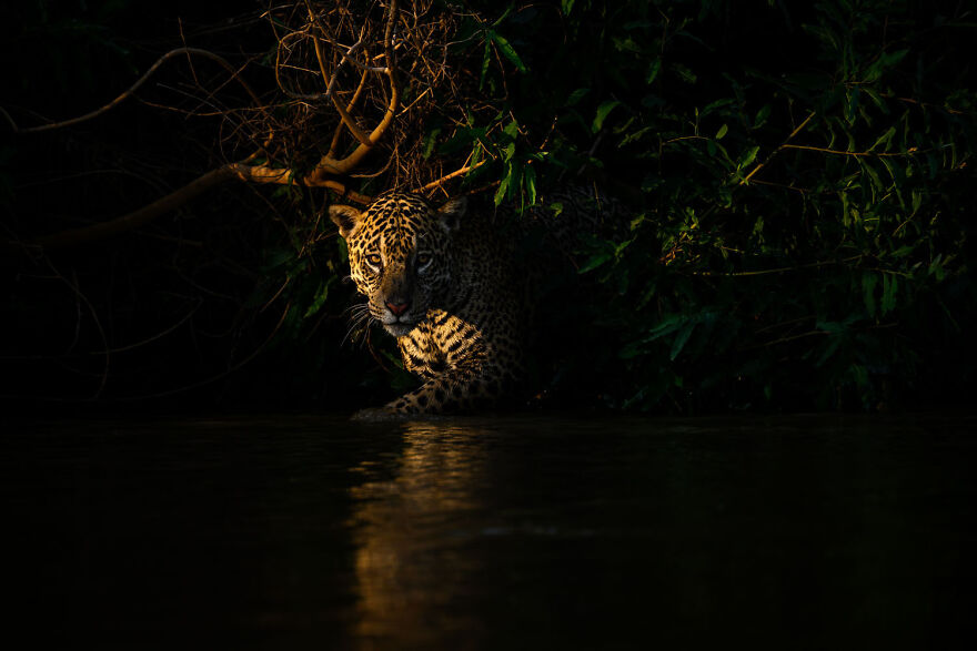 Leopard emerging from shadows in dense forest, award-winning wildlife photo, European Photographer of the Year 2024.