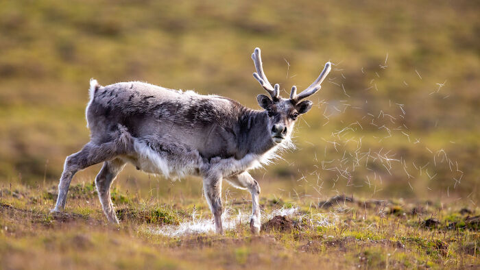 Mammals, Highly Commended: Bad Hair Day By Christian Biemans