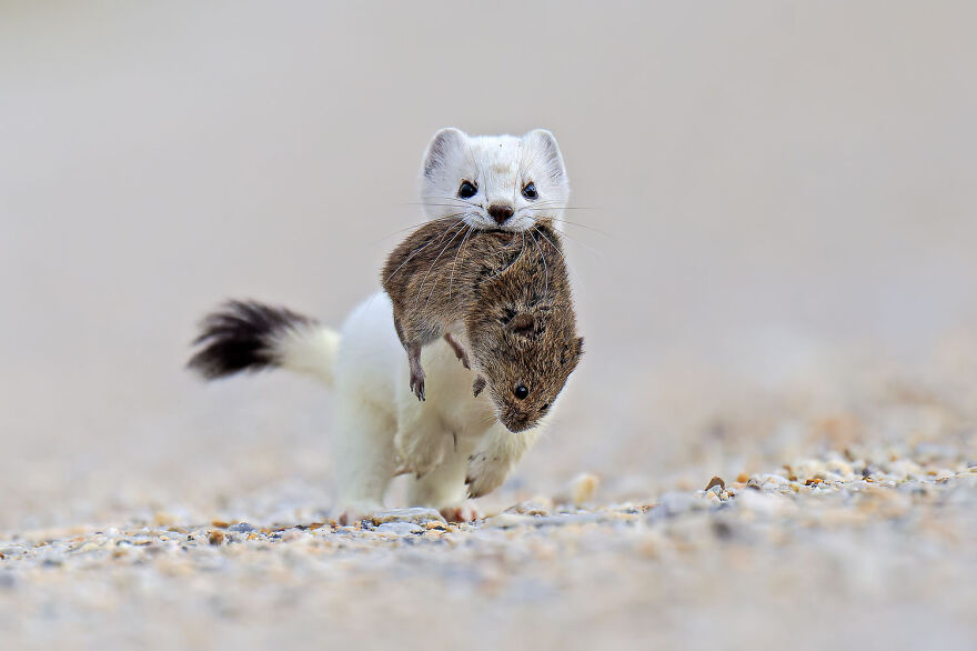 Stoat carrying mouse in mouth, exemplifying award-winning wildlife photography.