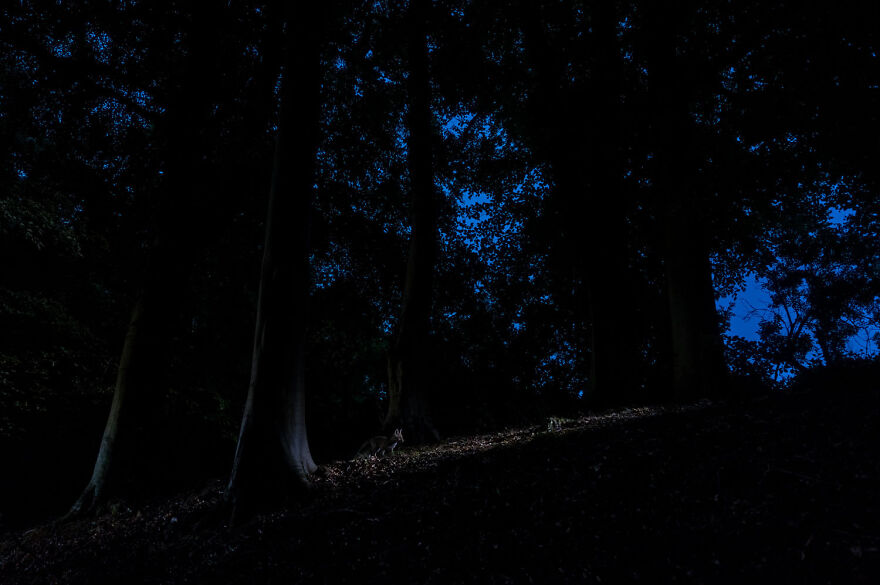 Award-winning wildlife photo of a dark forest, featuring tall trees silhouetted against a deep blue sky.