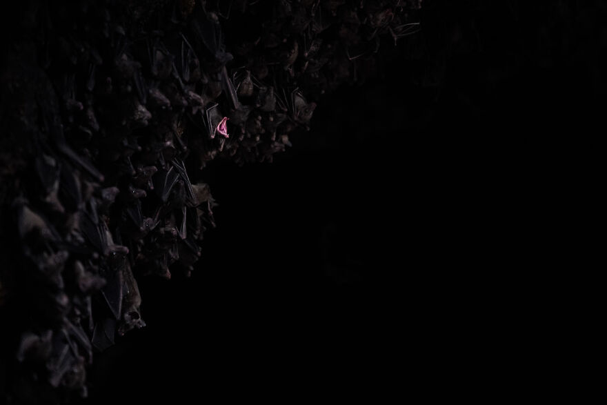 Award-winning wildlife photo featuring a cluster of bats in darkness, highlighting a single pink bat in a cave setting.