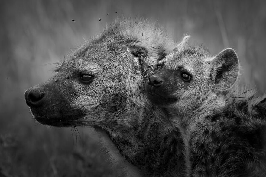 Award-winning wildlife photo showing a hyena and its cub in a tender moment.