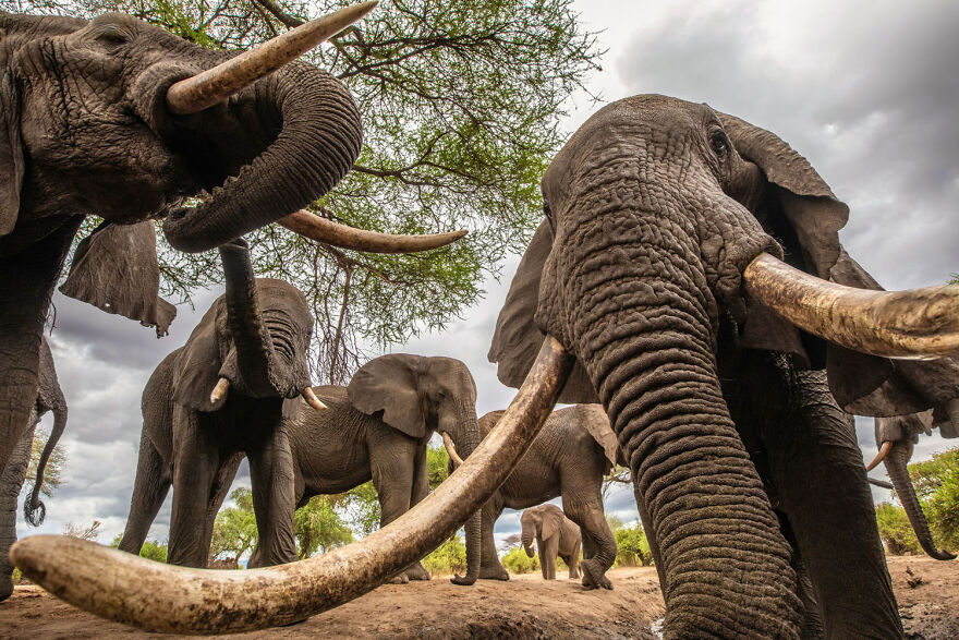 Award-winning wildlife photo of elephants with large tusks, taken from a low angle, showcasing their size and presence.