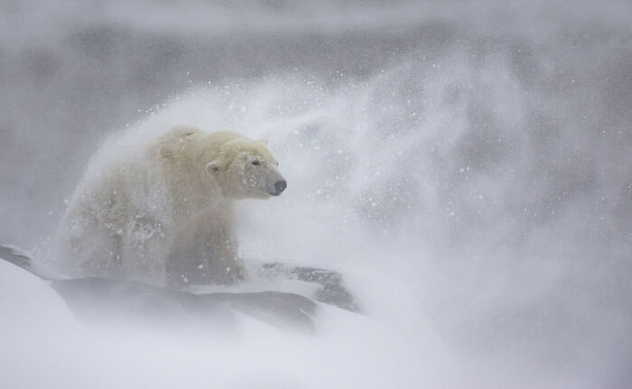 Mammals, Runner-Up: Shaking Off The Snow By Daniel Valverde Fernandez