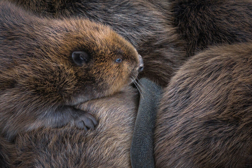 Award-winning wildlife photo of a young beaver nestled among adult beavers in a close-up shot.