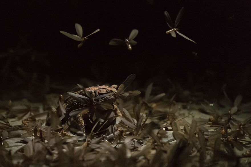 Award-winning wildlife photo of a toad surrounded by flying insects in the dark.