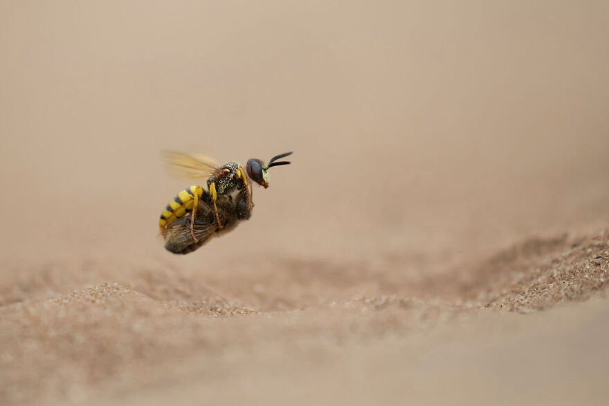 Award-winning wildlife photo of a bee in mid-flight over sandy terrain.