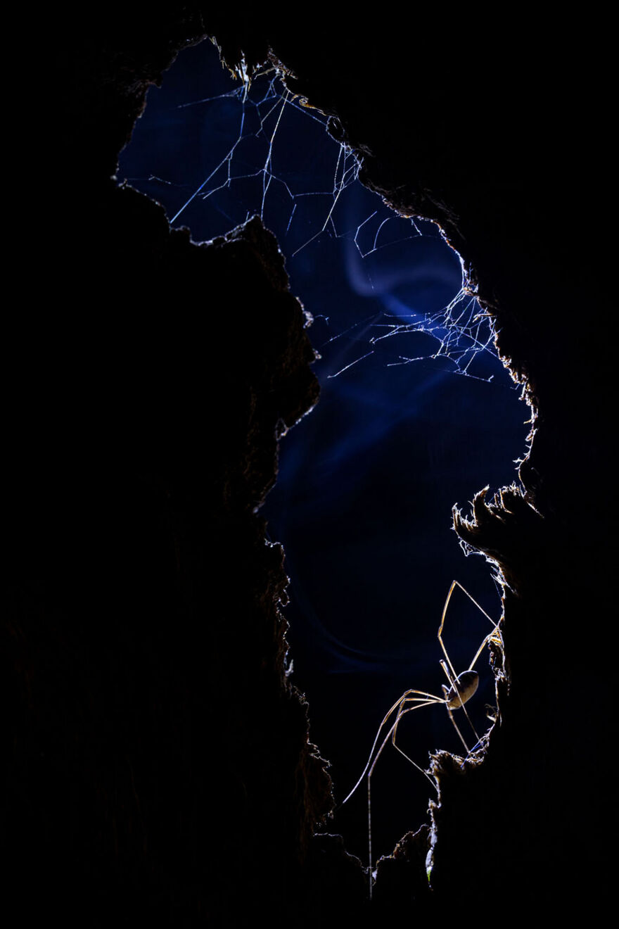 Silhouetted spider on web against a dark background, showcasing award-winning wildlife photography.