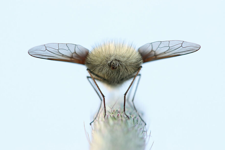 Close-up of a fuzzy insect on a twig, showcasing intricate wing patterns from award-winning wildlife photography.