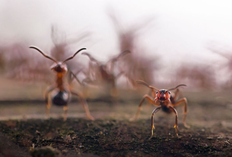 Close-up of ants on a textured surface, showcasing award-winning wildlife photography from the 2024 contest.