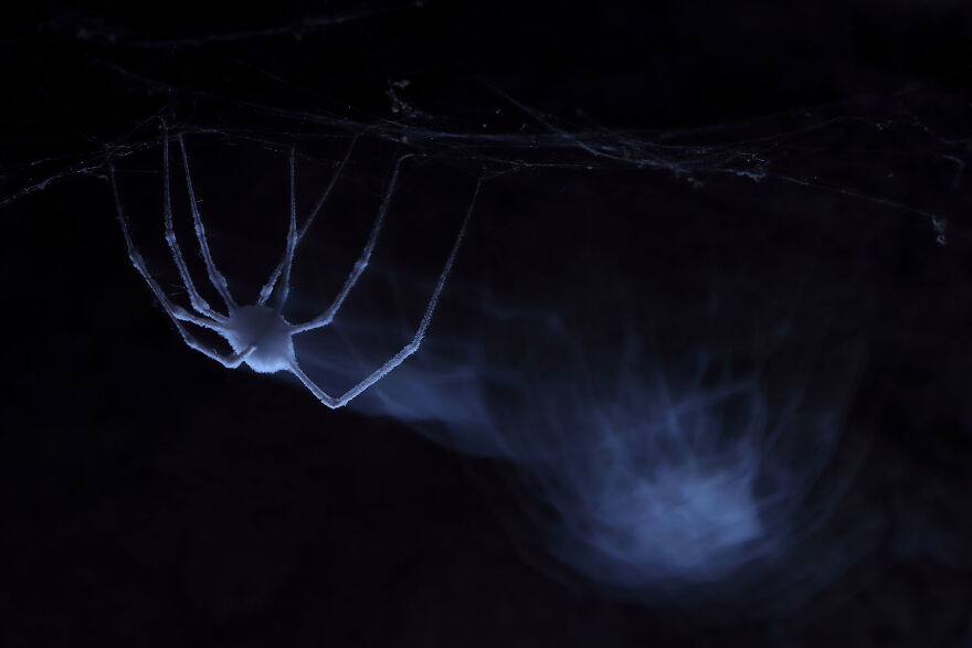 Award-winning wildlife photo of a spider in the shadows with its web, showcasing intricate details in a dark setting.