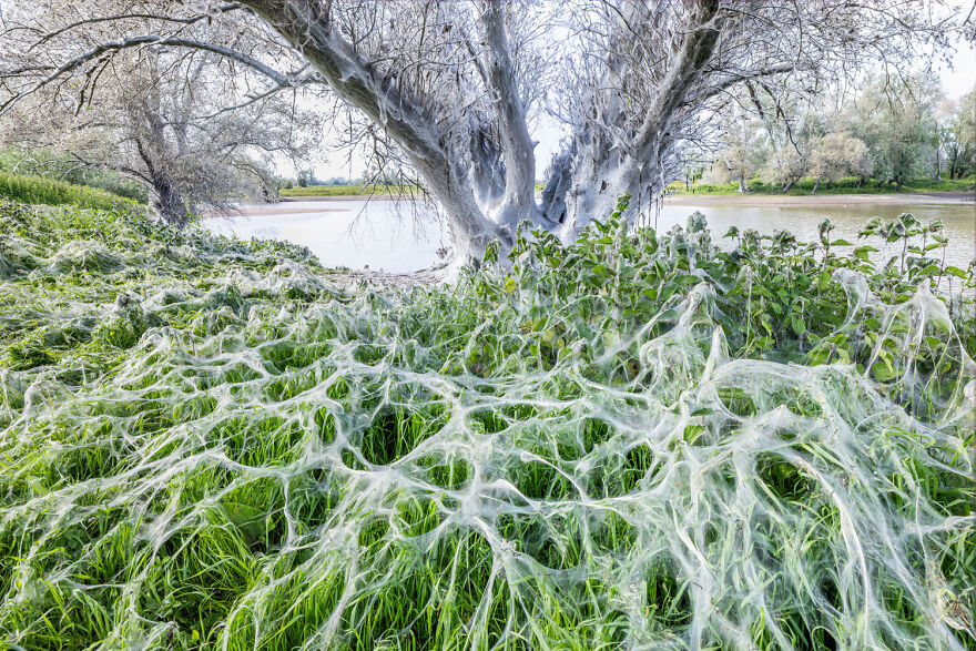 Wildlife photo of a web-covered tree and grass by a river, showcasing nature's intricate patterns and beauty.