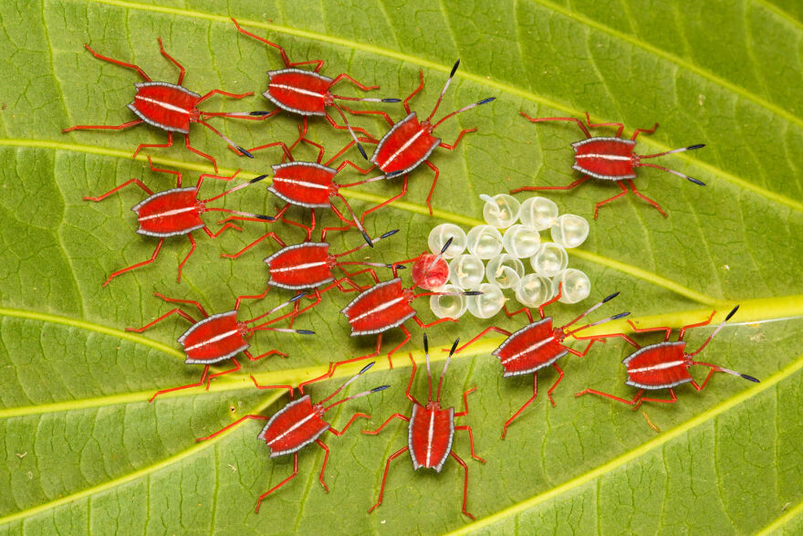 Red insects with white stripes surround eggs on a leaf, showcasing award-winning wildlife photography.