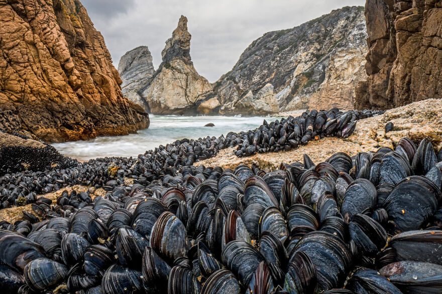 Award-winning wildlife photo of mussels on a rocky shore with cliffs in the background.