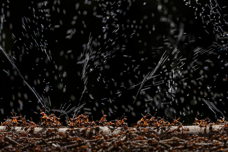 Award-winning wildlife photo of ants carrying food in the rain, showcasing nature's resilience and teamwork.