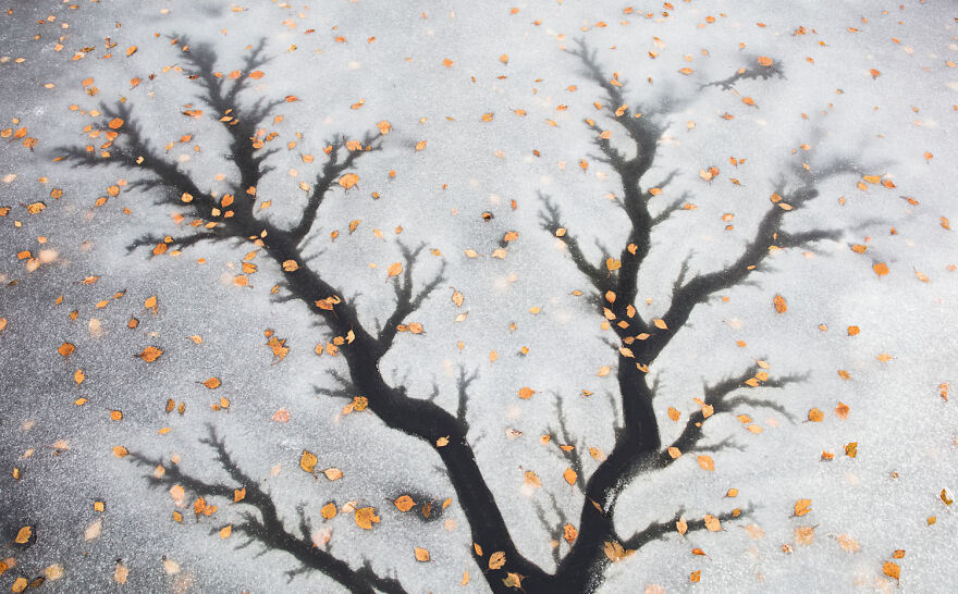 Shadow of a tree branch on ice with scattered leaves, showcasing European wildlife photography.