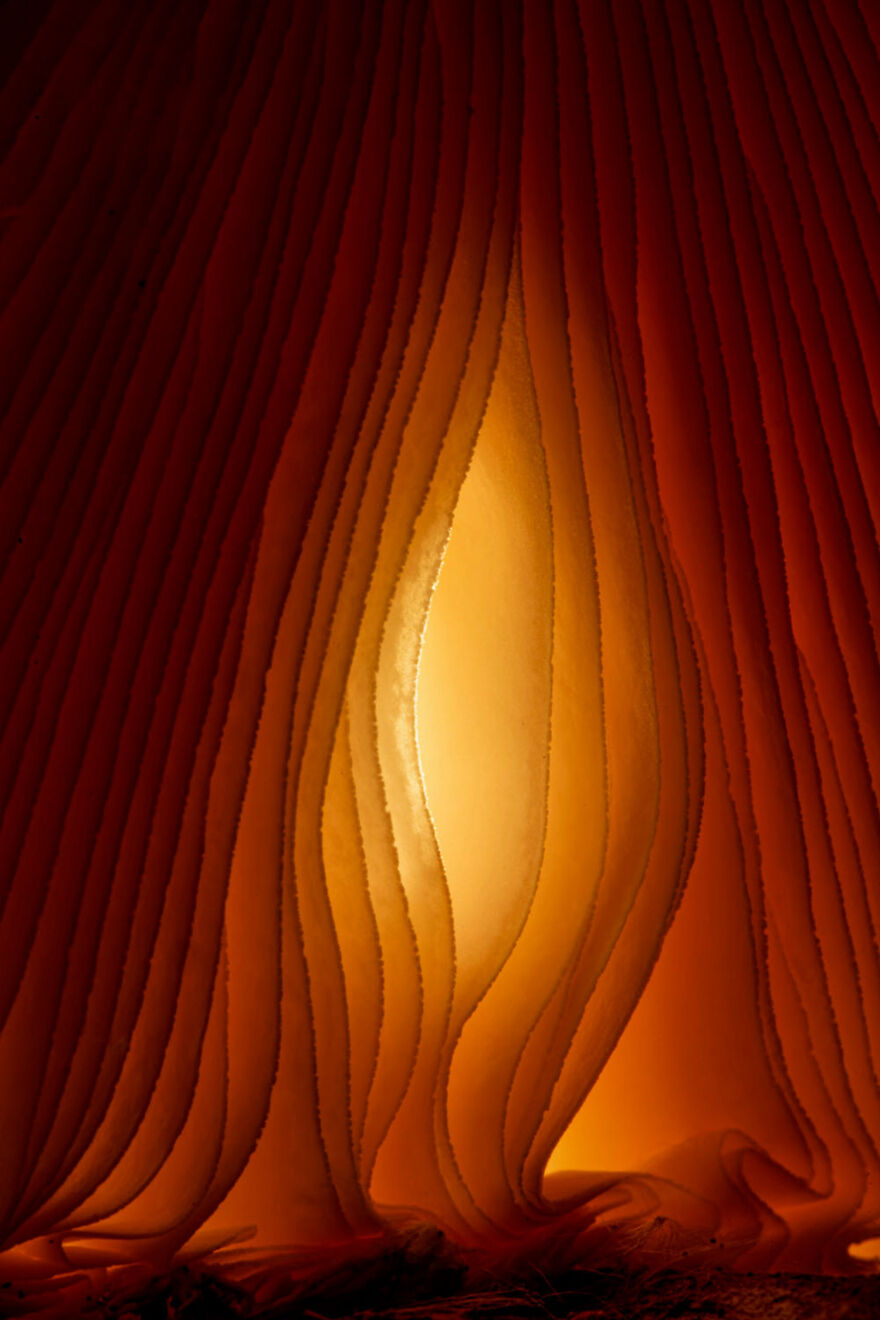 Award-winning wildlife photo with a close-up of a glowing mushroom gill pattern, highlighting its intricate texture.