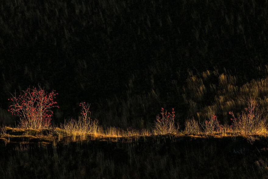 Award-winning wildlife photo of vibrant red shrubs against a dark background, highlighting natural beauty.