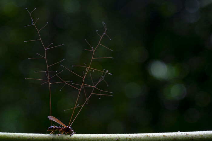 Plants And Fungi, Highly Commended: Cordyceps By Jaime Culebras