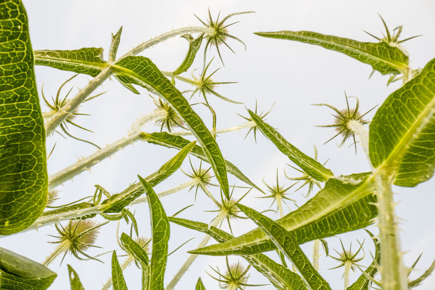 Award-winning wildlife photo of plants viewed from below, showcasing green foliage against a clear sky.