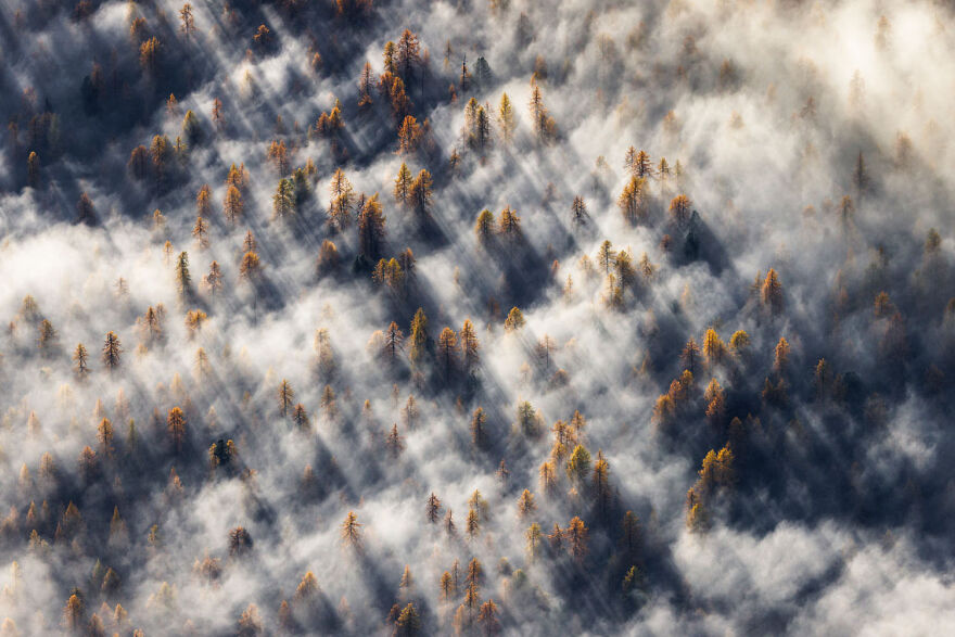 Award-winning wildlife photo: aerial view of fog-covered forest with autumn trees casting long shadows.