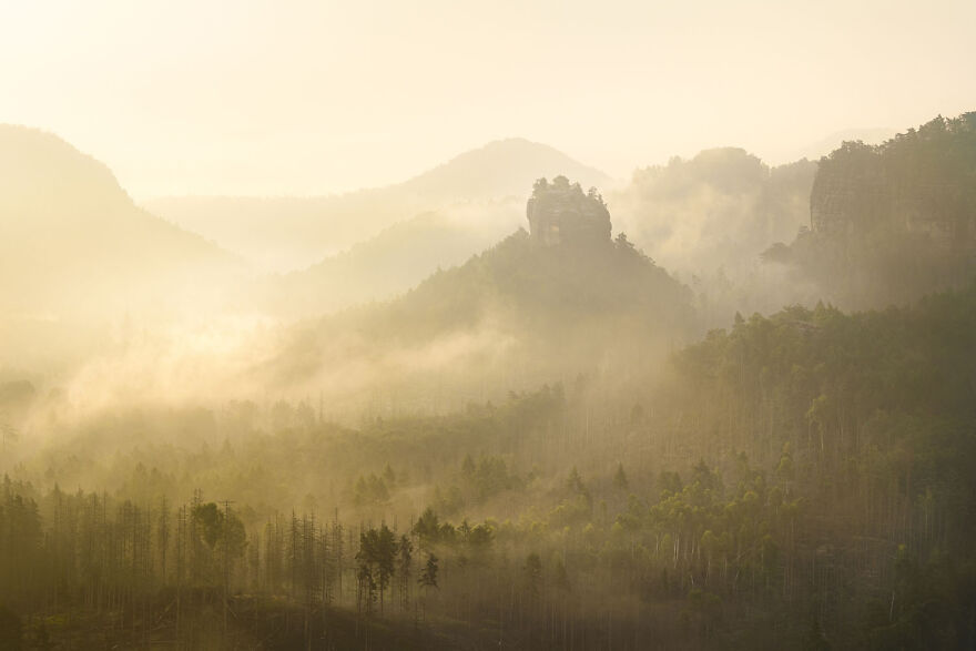 Misty forest landscape at sunrise, showcasing award-winning wildlife photography.