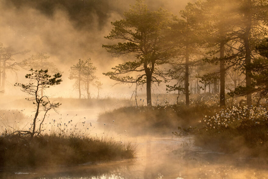 Misty landscape with trees and flowers, capturing award-winning wildlife photography.