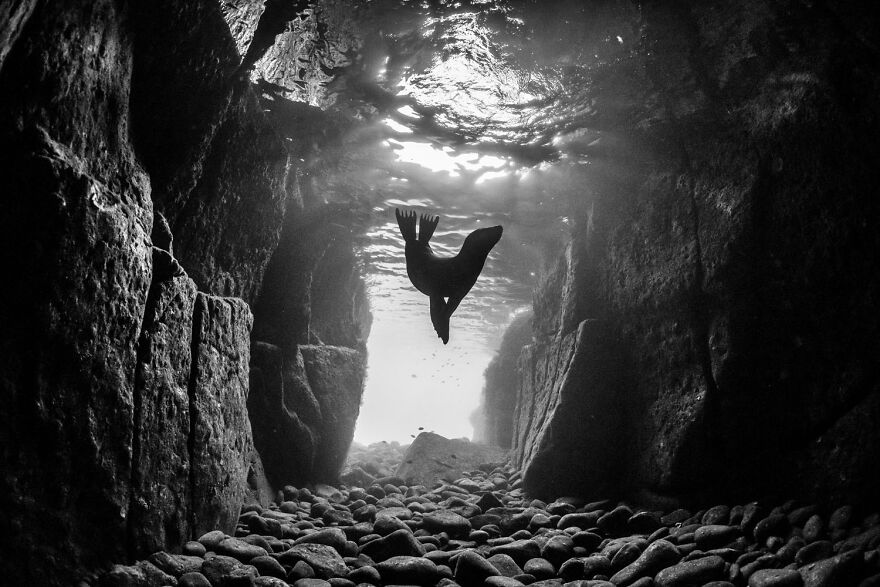 Award-winning wildlife photo of a seal swimming underwater in a rocky tunnel, captured in black and white.