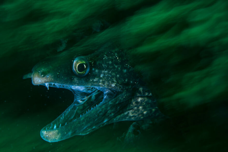 Award-winning wildlife photo of a predatory fish emerging from green waters, highlighting its sharp teeth and intense gaze.