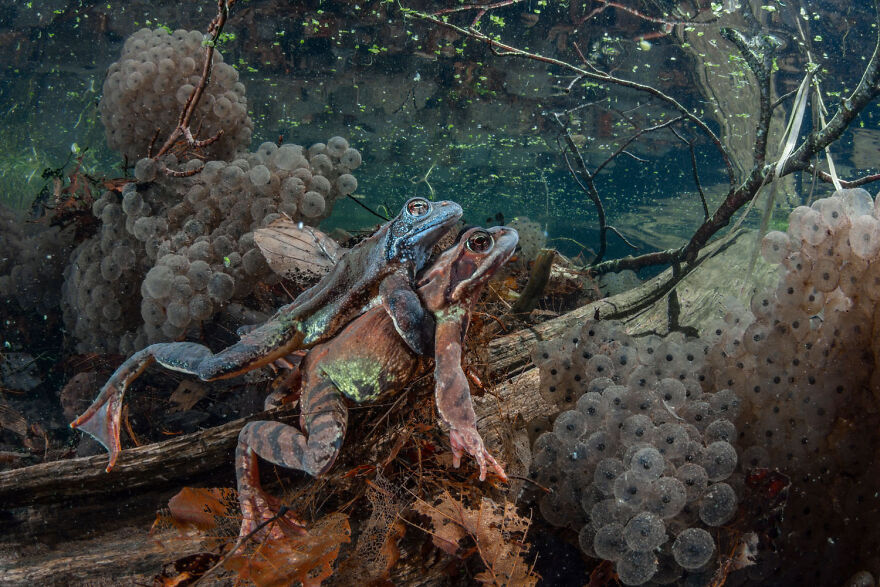 Award-winning wildlife photo of two frogs in a pond surrounded by egg clusters and branches.