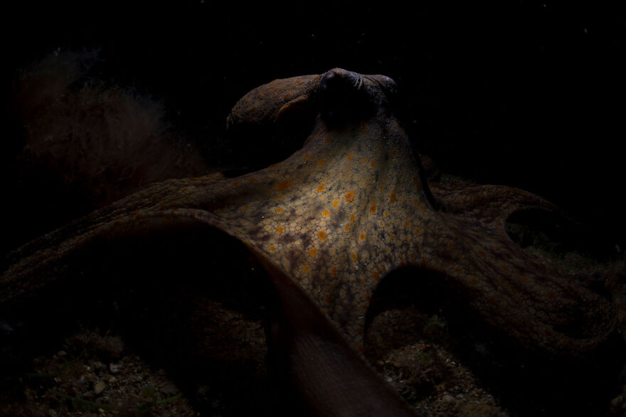 Award-winning wildlife photo of an octopus against a dark background, showcasing its texture and colors.