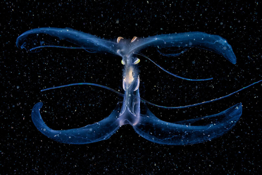 Award-winning wildlife photo of a mysterious deep-sea creature with translucent appendages against a dark background.