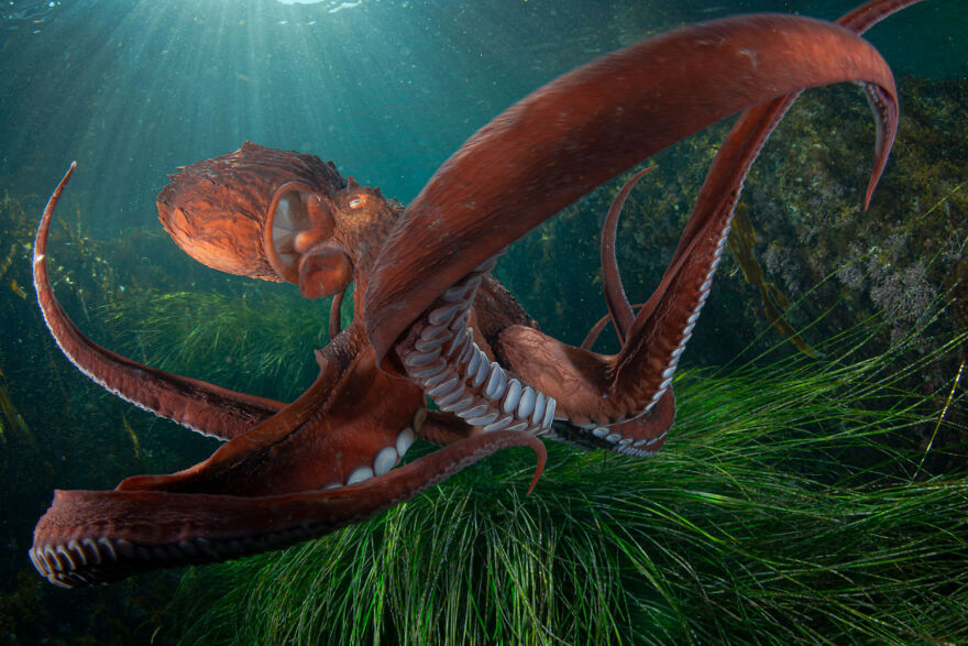 Award-winning wildlife photo of an octopus swimming gracefully through underwater vegetation.