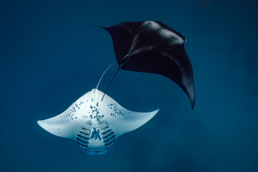 Two manta rays swimming gracefully in blue ocean water, showcasing award-winning wildlife photography.