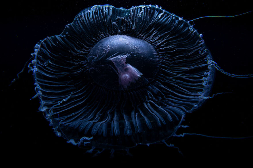 Award-winning wildlife photo of a jellyfish in dark water, captured in the 2024 European Photographer of the Year contest.